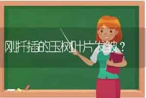 刚扦插的玉树叶片发皱？