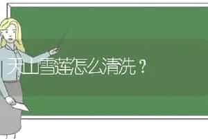 天山雪莲怎么清洗？