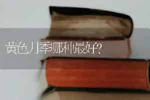 黄色月季哪种最好？