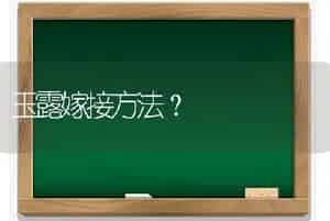 玉露嫁接方法？