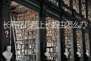 长寿花花苞上长蚜虫怎么办？