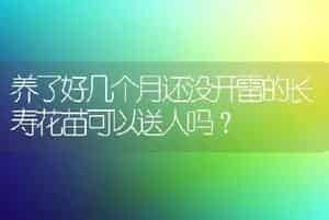 养了好几个月还没开雷的长寿花苗可以送人吗？