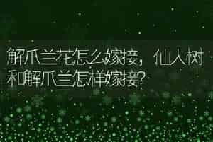 解爪兰花怎么嫁接，仙人树和解爪兰怎样嫁接？