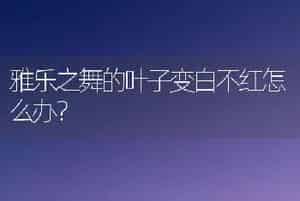 雅乐之舞的叶子变白不红怎么办？