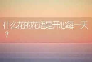 什么花的花语是开心每一天？