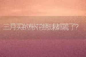 三月买的带花绣球都蔫了？