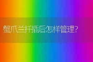 蟹爪兰扦插后怎样管理？