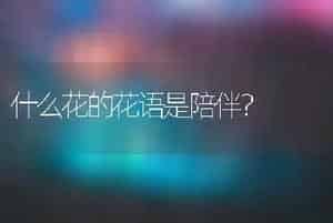 什么花的花语是陪伴？
