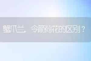 蟹爪兰，令箭荷花的区别？
