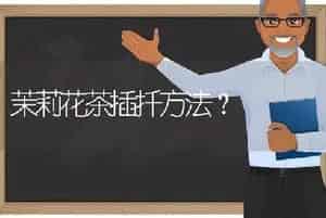 雅乐之舞夏季换盆怎么护理？