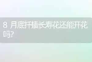8月底扦插长寿花还能开花吗？