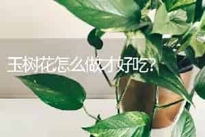 玉树花怎么做才好吃？