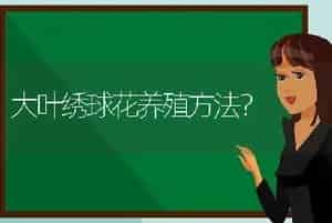 大叶绣球花养殖方法？