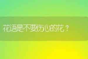 花语是不要伤心的花？