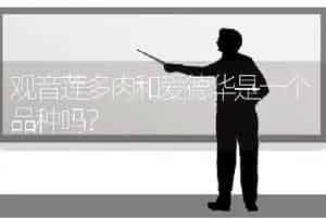 观音莲多肉和爱德华是一个品种吗？