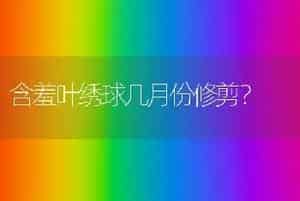 含羞叶绣球几月份修剪？