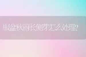 服盆秋丽长侧芽怎么处理？