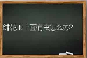绯花玉上面有虫怎么办？