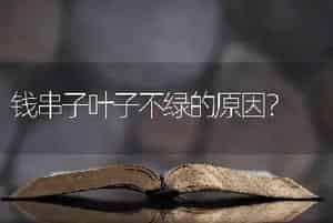 钱串子叶子不绿的原因？