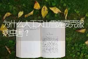 为什么人工天山雪莲要克服病虫害？