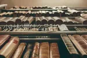 小叶松是什么品种？