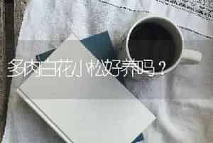 多肉白花小松好养吗？