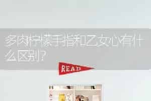 多肉柠檬手指和乙女心有什么区别？