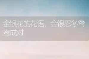 金银花的花语，金银忍冬鸳鸯成对