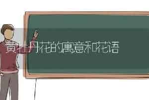 黄牡丹花的寓意和花语