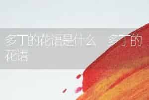 多丁的花语是什么 多丁的花语