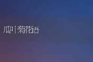 瓜叶菊花语