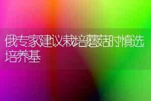俄专家建议栽培蘑菇时慎选培养基