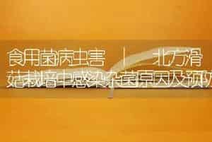 食用菌病虫害 | 北方滑菇栽培中感染杂菌原因及预防