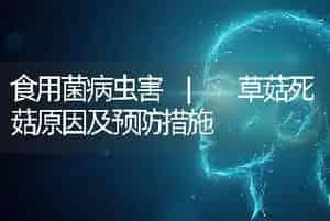 食用菌病虫害 | 草菇死菇原因及预防措施