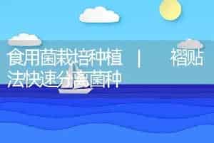 食用菌栽培种植 | 褶贴法快速分离菌种