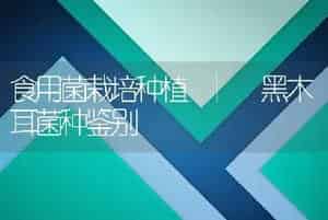 食用菌栽培种植 | 黑木耳菌种鉴别
