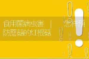 食用菌病虫害 | 怎样预防蘑菇的红根菇