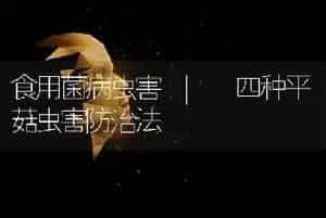 食用菌栽培种植 | 草菇菌种的生产质量要求