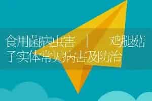 食用菌病虫害 | 鸡腿菇子实体常见病害及防治