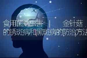 食用菌病虫害 | 金针菇的锈斑病和黑斑病的防治方法