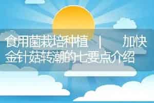 食用菌栽培种植 | 加快金针菇转潮的七要点介绍