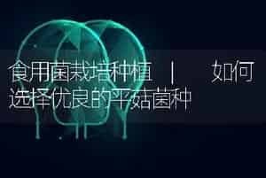 食用菌栽培种植 | 如何选择优良的平菇菌种