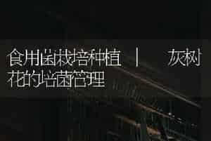 食用菌栽培种植 | 灰树花的培菌管理