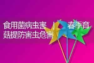 食用菌病虫害 | 春季育菇提防害虫危害