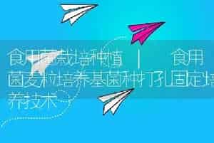 食用菌栽培种植 | 食用菌麦粒培养基菌种打孔固定培养技术