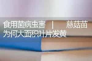 食用菌病虫害 | 慈菇苗为何大面积叶片发黄