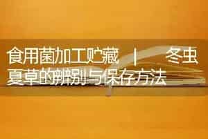 食用菌加工贮藏 | 冬虫夏草的辨别与保存方法