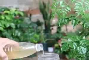 盆栽施肥 | 幸福树能用黄豆水浇吗