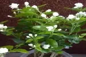盆栽施肥 | 盆栽茉莉花施什么肥
