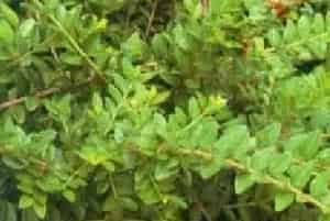 播种繁殖的绿植有哪些?亮叶忍冬(忍冬科忍冬属)亮绿忍冬